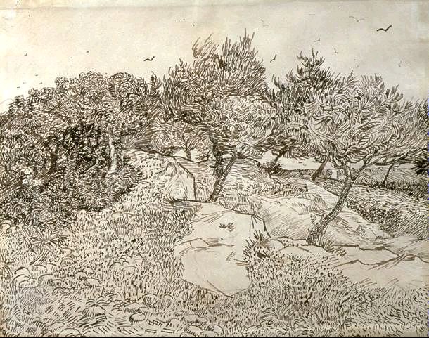 Olivi Van Gogh