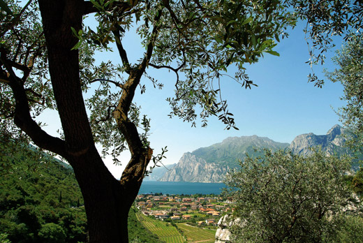 olivo-Riva-del-Garda
